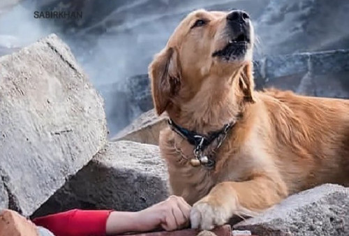 Viral Potret Anjing Temukan Majikannya yang Tertimbun Reruntuhan di Gempa Turki, Cek Faktanya