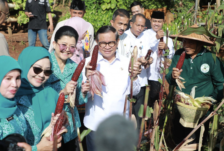 Panen Jagung Pulut di Tengah Kota! Pramono Jual ke Warga dengan Harga Terjangkau