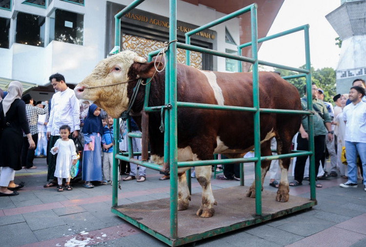 Prabowo Pilih Sheva Jadi Sapi Kurban untuk Bandung, Bobotnya Mencapai 1,25 Ton