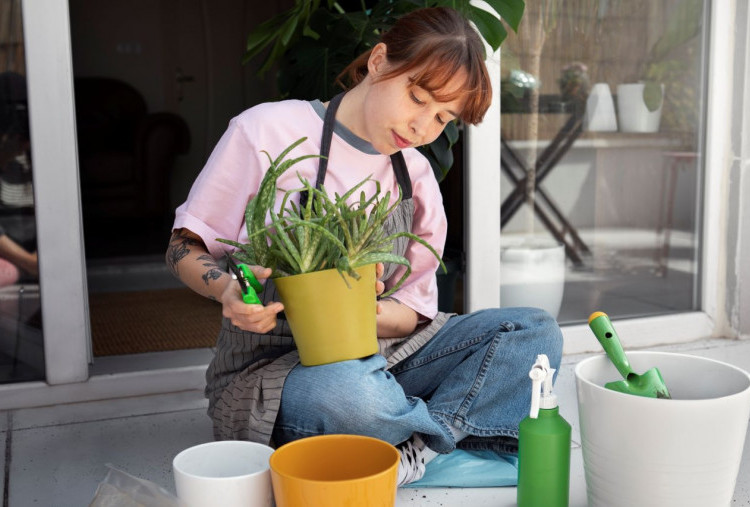 Jangan Dibuang! Air Cucian Beras Ternyata Bisa Menyuburkan Tanaman