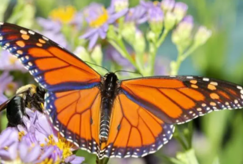 Spesies Kupu-kupu Ini Mulai Langka, Ilmuwan Sebut populasinya Kini Terancam Punah