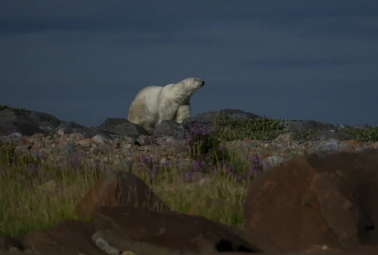 Harmoni Hidup Berdampingan dengan Beruang Kutub di Churchill, Manitoba, Kanada