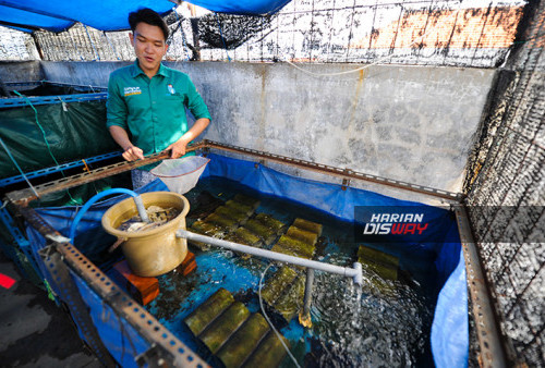 Kiat Ray Albani Membudidayakan Lobster di Kota Besar: Memvariasi Pakan Cegah Bosan 