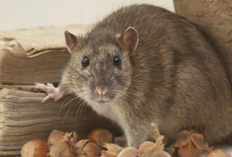 Cara Mengusir Tikus dari Plafon Rumah Menggunakan Aroma Alami, Tanpa Racun!