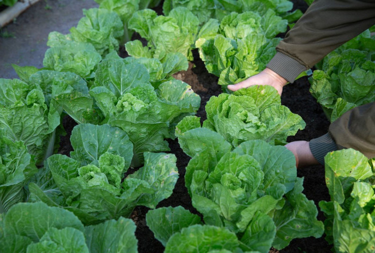 Resep Sawi Hidroponik Sehat dan Sedap dari Kebun Sendiri 