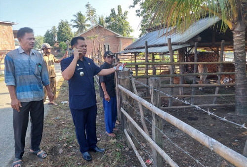 Sapi Terserang PMK di Muara Lawai, Sudah Mau Makan dan Mulut Tidak Berbusa 