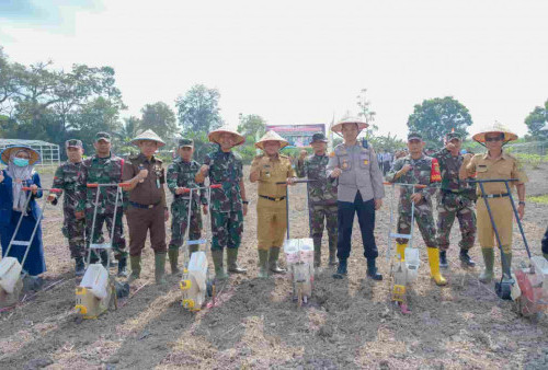 Pemkab Muba Bersama TNI Garap Lahan Nganggur untuk Penanaman Jagung