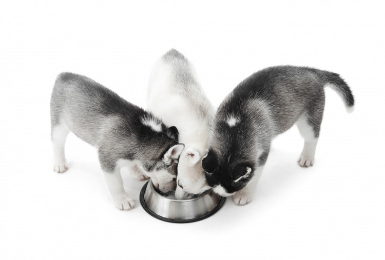 Jangan Biarkan Anjing Minum dari Mangkuk Air Bersama, Risiko Penyakit Mengintai