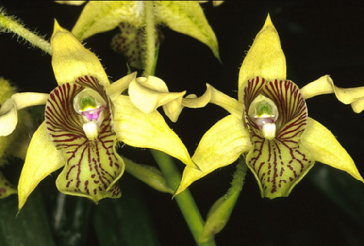 7 Flora Asli Indonesia yang Kurang Dikenal, tapi Punya Pesona Tersembunyi