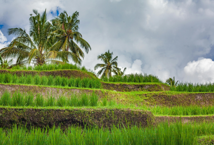 Sejarah Hari Tani 24 September, Tonggak Reformasi Agraria dan Kesejahteraan Petani Indonesia