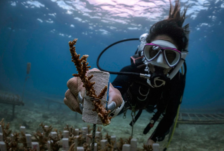 Program Selam di Okinawa Bantu Lacak Hiu yang Terancam Punah, Turis Diajak Jadi Peneliti Laut