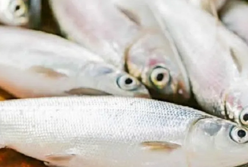 Simak Cara mencabut Duri Ikan Bandeng dengan Cepat dan Mudah