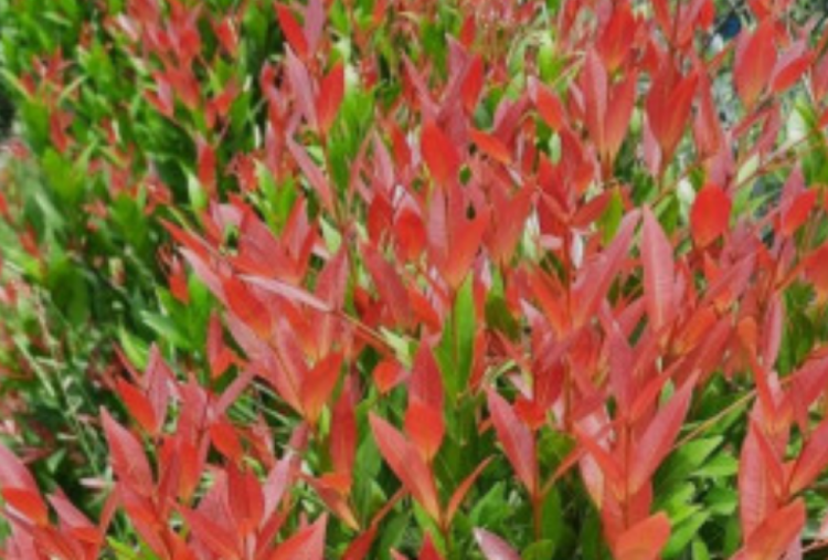  5 Tips Ampuh Agar Tanaman Pucuk Merah Kembali Merona