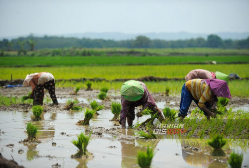 Sejumlah petani menanam padi disawah mendekati musin hujan di Blora, Jawa Tengah, Senin, 1 Januari 2024.

Ketersediaan air dan sistem irigasi yang baik membuat para petani bisa menanam padi di sepanjang musim. (Julian Romadhon/Harian Disway)
