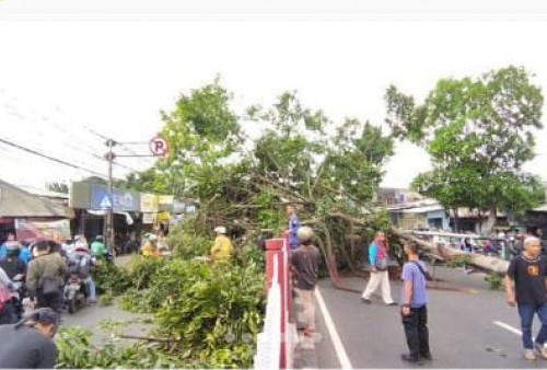 Pohon Tumbang di Kramat Jati Bikin Macet Sepanjang 2 Kilometer