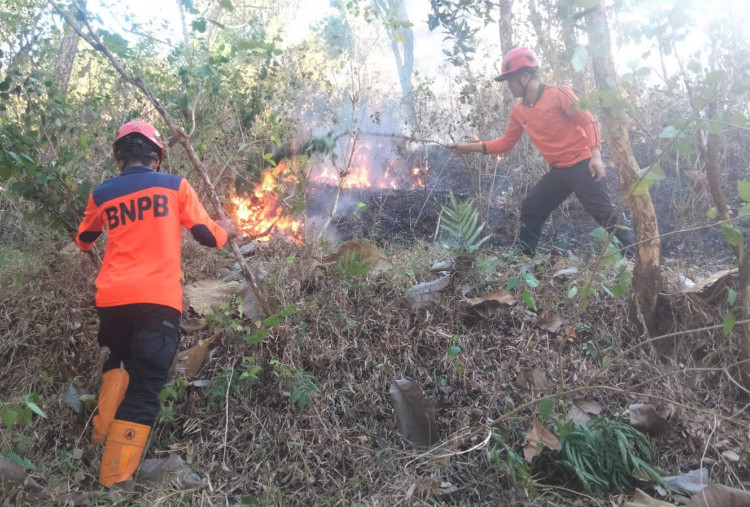 Kebakaran Hutan Terjadi di Jatim dan Kaltim, BNPB Imbau Warga Waspada Musim Kemarau