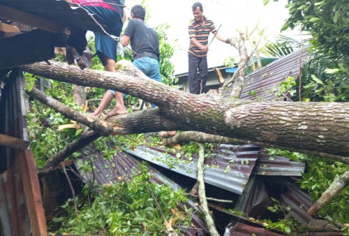 Distamhut DKI Jakarta Bakal Santuni Korban Tertimpa Pohon Tumbang