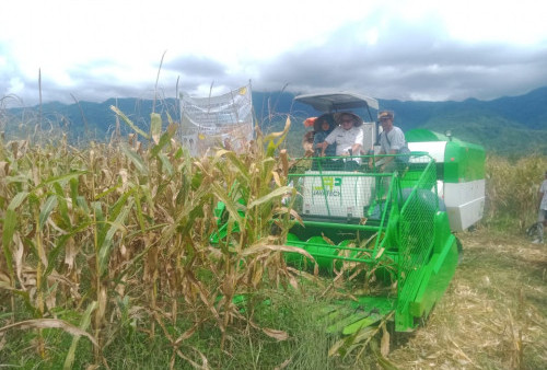 Paiker Panen Jagung 1.500 Ton