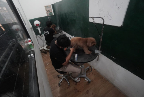 Drh Arief Taufiqiyah: Perlunya Treatment Grooming untuk Anjing agar Tak Mudah Berjamur