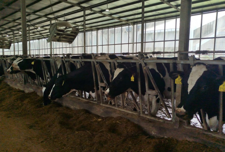 Mengenal Keunggulan Sapi Penghasil Susu Protein A2, Solusi untuk Perut Sensitif
