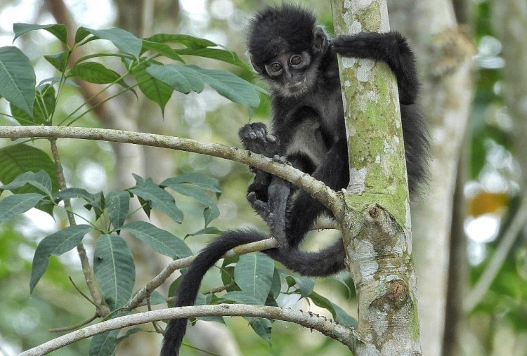 PHR Rajut Asa Pelestarian Habitat Lutung Kokah, Komitmen Hijau di Wilayah Operasi   