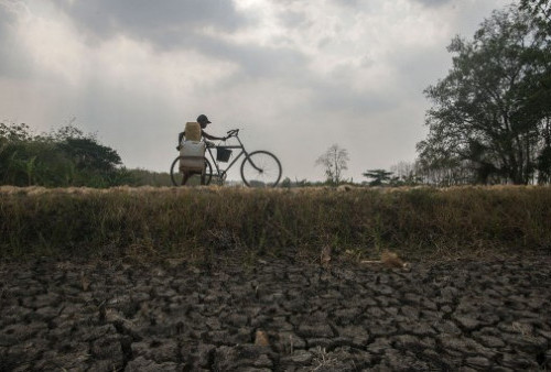 Dampak El Nino, 573 Hektar Sawah  di Serang Alami Kekeringan dan Terancam Puso