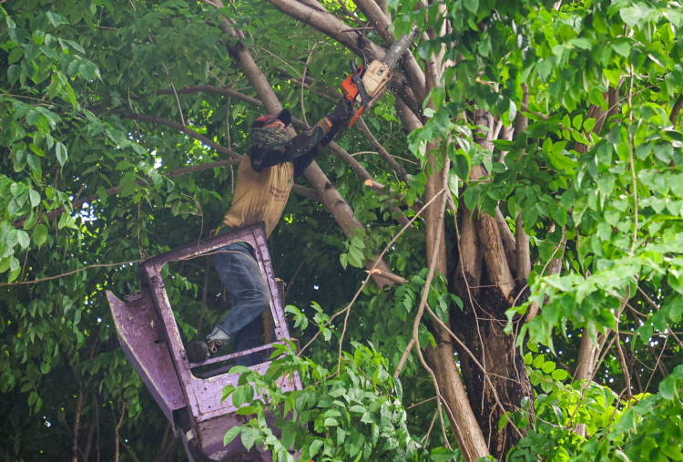 Gandeng Akademisi, Pemkot Ukur Kekuatan Pohon 