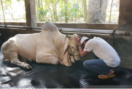 Dedi Mulyadi Bersedih, Lepas Sapi Kesayangan untuk Dikurbankan