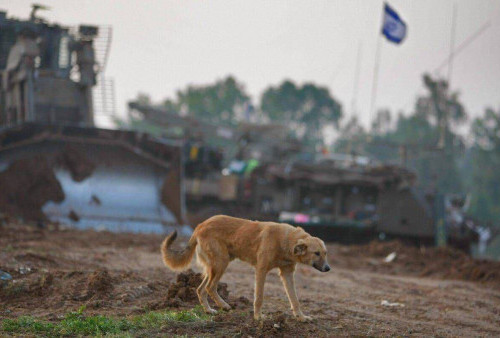 Tentara IDF Panik, 1.000 Anjing Liar dari Jalur Gaza Menyerbu ke Israel