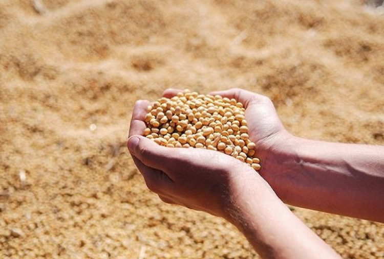 Pemprov DKI Ungkap Pemicu Lonjakan Harga Kedelai, Rupiah Melemah Imbas Gejolak AS