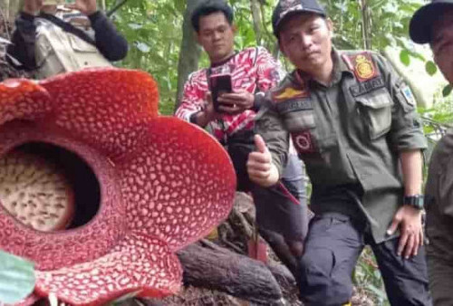 Bunga Raflesia Ditemukan di Kawasan Suaka Margasatwa Isau-isau Kabupaten Lahat