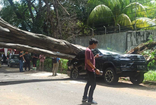 Tak Ada Angin dan Hujan, Sebuah Pohon Tumbang Timpa Fortuner di Depan Rumah Prabowo