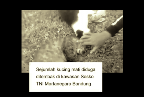 Panglima TNI Turun Tangan di Kasus Jenderal Bintang 1 Bantai Kucing