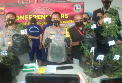 Polisi Gerebek Kebun Ganja Rumahan di Lembang, Puluhan Pohon Diamankan