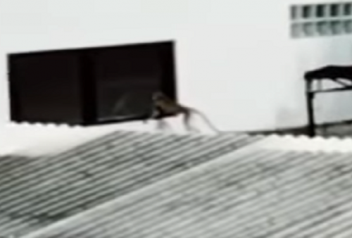 Lihat Ada Monyet Berkeliaran, Warga Kunciran Tangerang Dibuat Resah