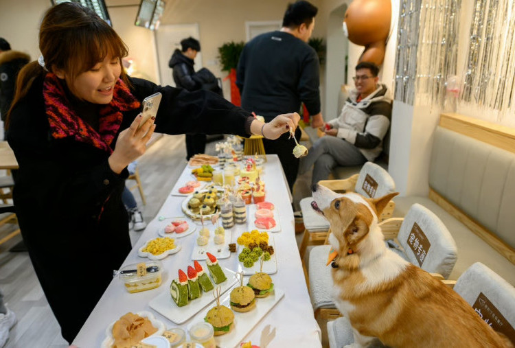 Di Tiongkok Lagi Booming Sekolah Elite Khusus Anjing, SPP-nya Bisa Tembus Rp27 Juta per Bulan