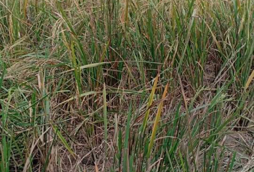 Puluhan Hektar Sawah di Lahat Diserang Hama Tikus