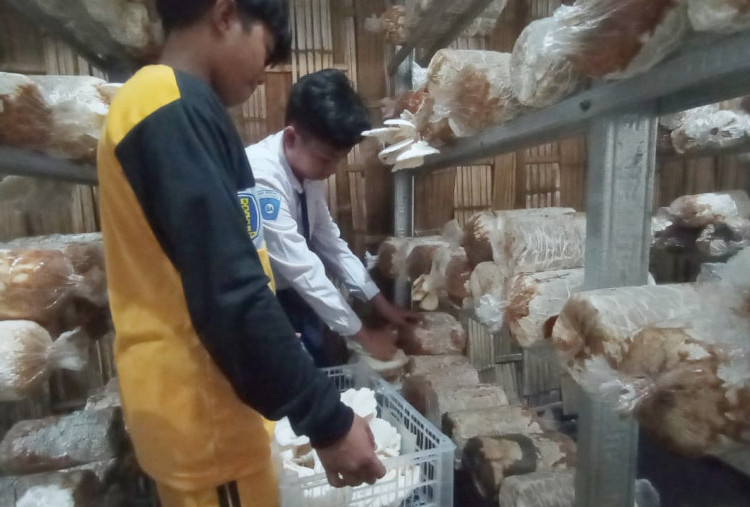 Gubuk Jamur Tiram Kreasi SMPN 4 Surabaya, Tingkatkan Sikap Peduli Lingkungan dan Kemandirian Ekonomi