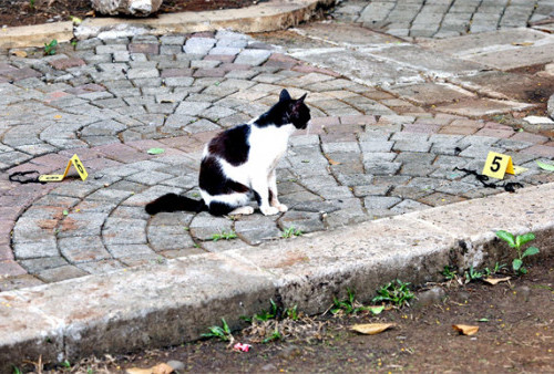 Parasit dari Kucing Bisa Bahaya Bagi Kehamilan