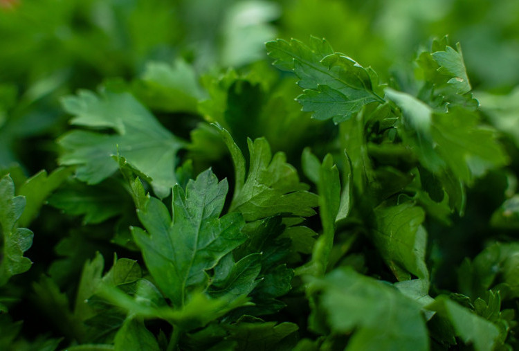 Anti Gagal! Cara Menanam Seledri di Pot Agar Subur, Praktis untuk Pemula di Rumah