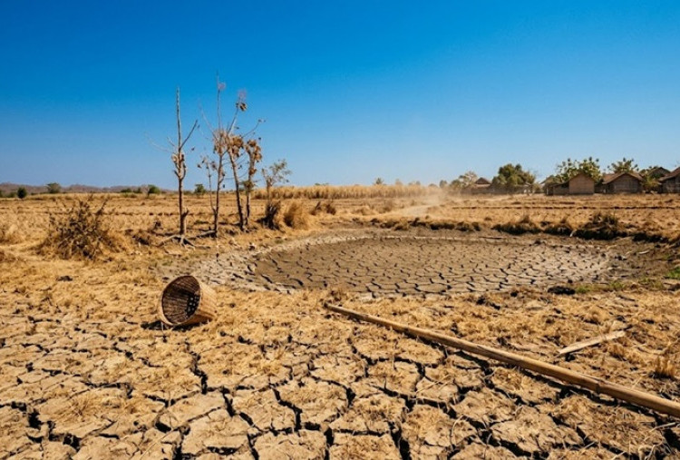Waspadai Fenomena El Nino di Semester II 2026, Musim Kemarau Diprediksi Lebih Panjang dan Kering