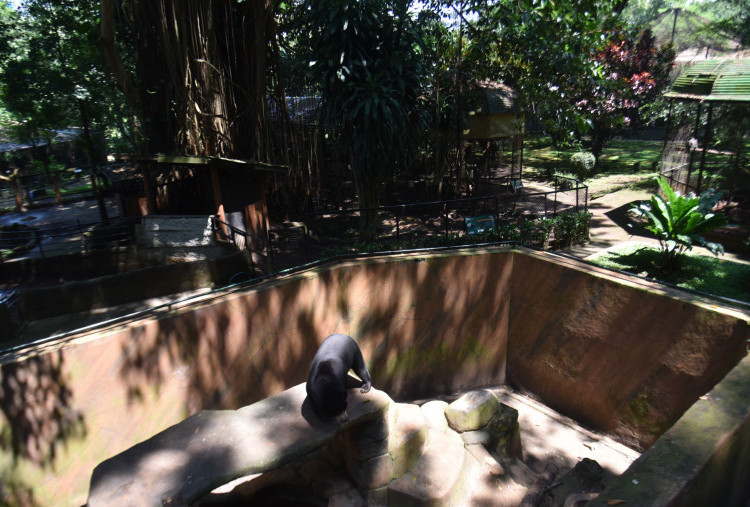 Bandung Zoo Ditutup, Wali Kota Sebut Selama Yayasan Berkonflik Tidak akan Dibuka