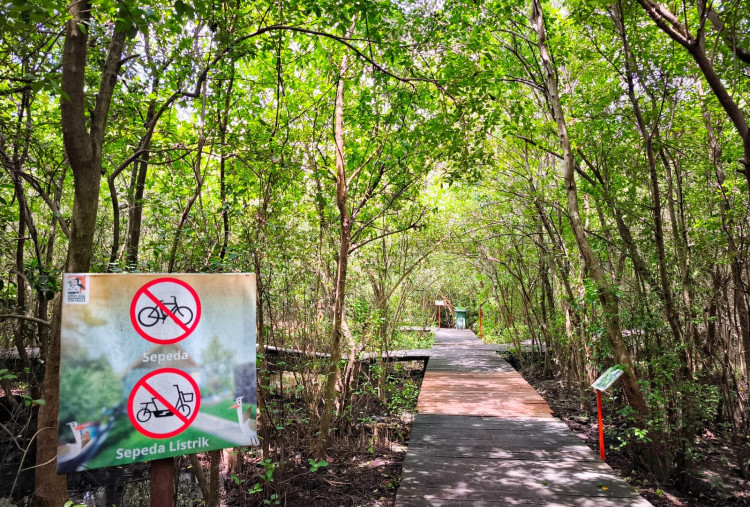 Anda Sudah Tahu, Surabaya memiliki  tiga hutan mangrove dengan koleksi tanaman mangrove sekitar 57 jenis.  Hutan mangrove itu memiliki total Luas Lahan 34 Hektar (Mangrove Gununganyar dan Mangrove Medokan Sawah 27 Ha juga Mangrove  Wonorejo 7 Ha) . Selain untuk menjaga dari abrasi , Kebun Raya Mangrove juga digunakan untuk kepentingan rekreasi/wisata masyarakat secara umum, dan khususnya pengembangan sumber pangan alternatif serta sebagai habitat flora, fauna pesisir dan kawasan konservasi.
 (Boy Slamet-Harian Disway )
