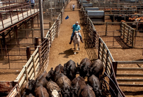 Di Kansas, Ribuan Hewan Ternak Mati Karena Stres Suhu Panas