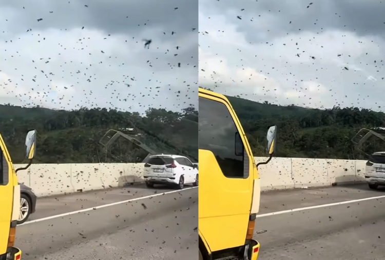 Mencekam! Ribuan Tawon Terbang Bergerombol di Tol Cipularang
