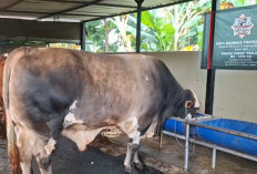 Kenalan dengan Panjul, Sapi Kurban Prabowo yang Dibeli dari Peternak Asal Ciputat