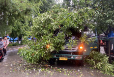 Brak! Pohon Bintaro Tumbang Timpa Truk Kontainer di Ancol