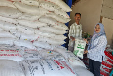 Pupuk Subsidi Lancar, Petani di Cilacap Bisa Panen 10 Ton per Hektare