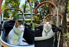 Cat Lovers! Prabowo Boyong Bobby Kertanegara Pakai Stroller, Kucing Kesayangan Jadi Penghuni Istana