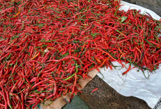 Pedagang Keluhkan Kualitas Cabai Dari Aceh: Lembek dan Kurang Baik 